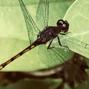 Meet your Posher, Miriam